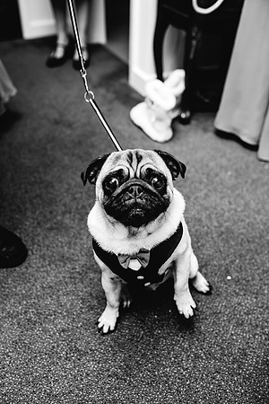 Hunters Lodge Wedding Photography - Jenny & Bob-255