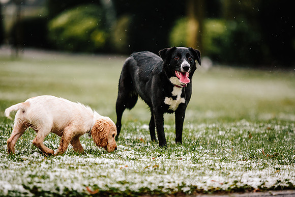 Family Photoshoot - Lifestyle Photography - Longton Park-27