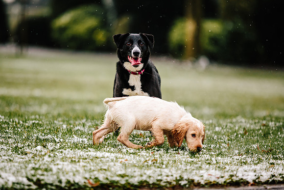 Family Photoshoot - Lifestyle Photography - Longton Park-29
