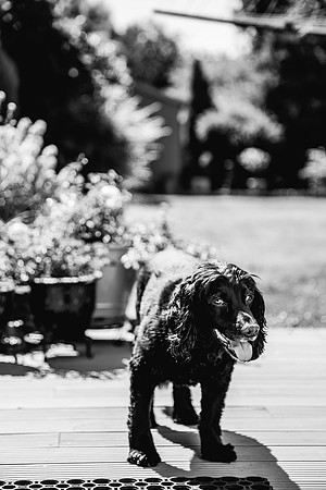 Foxtail Barns Wedding Photography - Sam & Sam-164