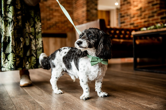 Foxtail Barns Wedding Photography - Zoe & Jack-227
