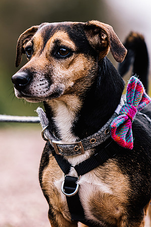 Precious Pets Weddings_Brand Shoot-84
