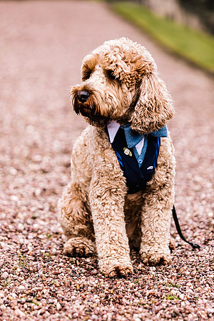 Precious Pets Weddings_Brand Shoot-92