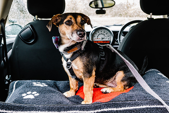Precious Pets Weddings_Brand Shoot-161