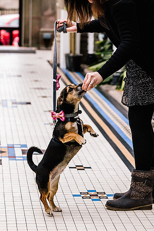 Precious Pets Weddings_Brand Shoot-26