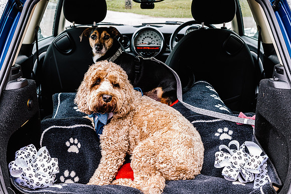 Precious Pets Weddings_Brand Shoot-153