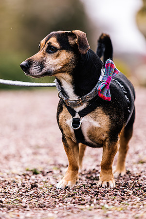 Precious Pets Weddings_Brand Shoot-80