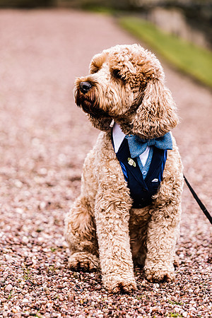Precious Pets Weddings_Brand Shoot-94