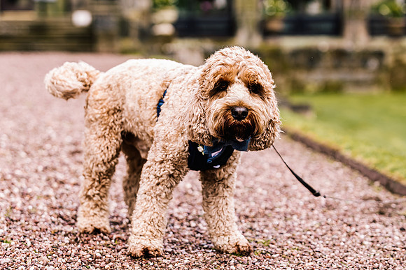 Precious Pets Weddings_Brand Shoot-91