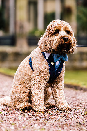 Precious Pets Weddings_Brand Shoot-89