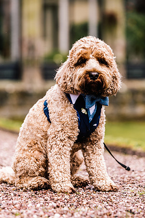 Precious Pets Weddings_Brand Shoot-88