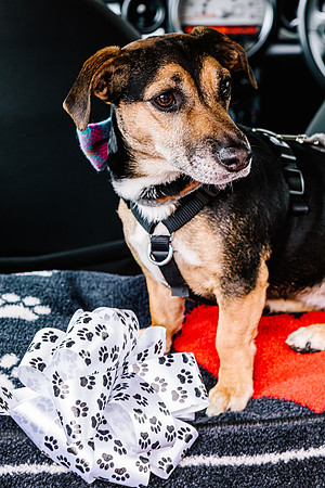Precious Pets Weddings_Brand Shoot-163