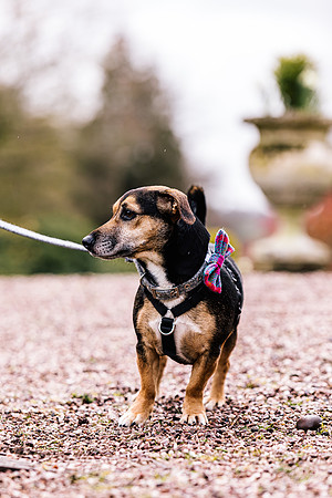 Precious Pets Weddings_Brand Shoot-79