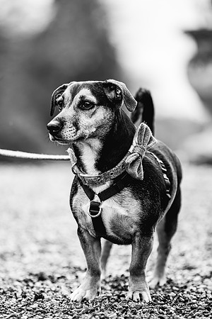 Precious Pets Weddings_Brand Shoot-83