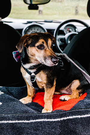 Precious Pets Weddings_Brand Shoot-160