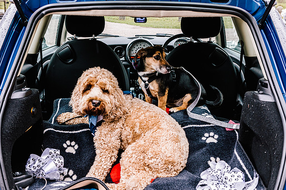 Precious Pets Weddings_Brand Shoot-152