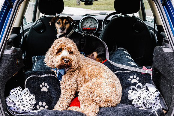 Precious Pets Weddings_Brand Shoot-156
