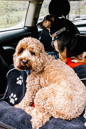 Precious Pets Weddings_Brand Shoot-159