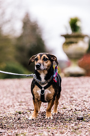Precious Pets Weddings_Brand Shoot-77