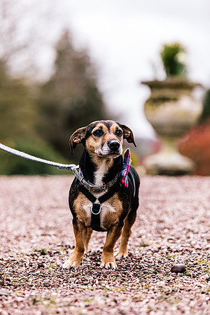 Precious Pets Weddings_Brand Shoot-76