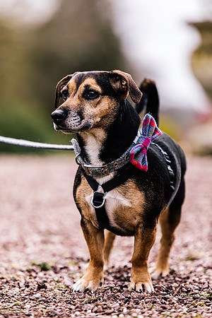 Precious Pets Weddings_Brand Shoot-85