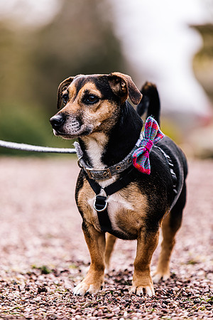 Precious Pets Weddings_Brand Shoot-82