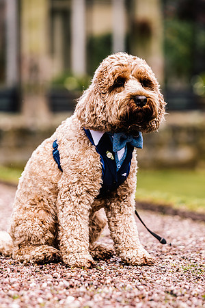 Precious Pets Weddings_Brand Shoot-87