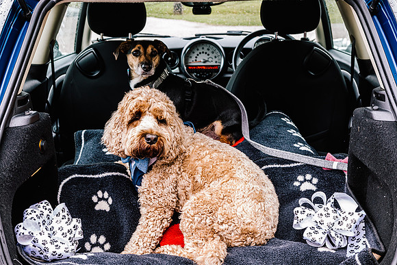 Precious Pets Weddings_Brand Shoot-155