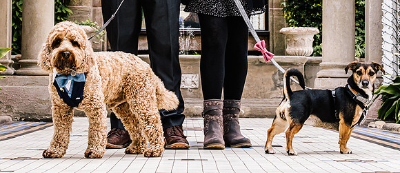 Precious Pets Weddings_Brand Shoot-36