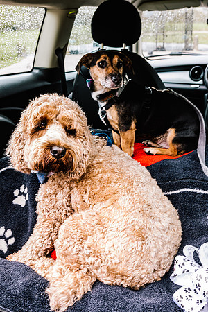 Precious Pets Weddings_Brand Shoot-158