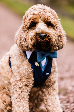 Precious Pets Weddings_Brand Shoot-90
