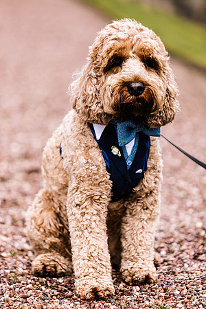 Precious Pets Weddings_Brand Shoot-96