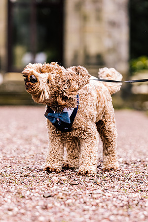 Precious Pets Weddings_Brand Shoot-86