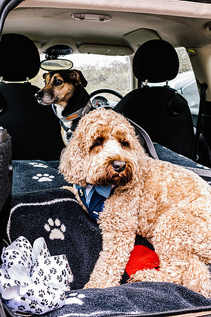 Precious Pets Weddings_Brand Shoot-157