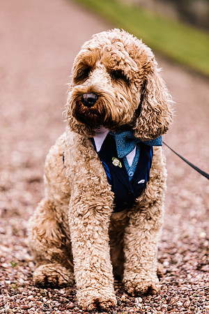 Precious Pets Weddings_Brand Shoot-97