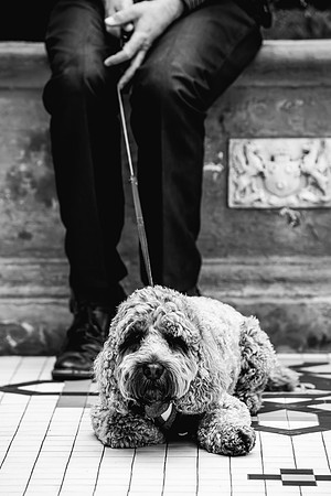Precious Pets Weddings_Brand Shoot-20