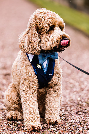 Precious Pets Weddings_Brand Shoot-95