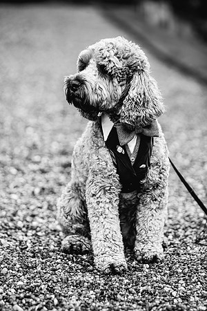 Precious Pets Weddings_Brand Shoot-93