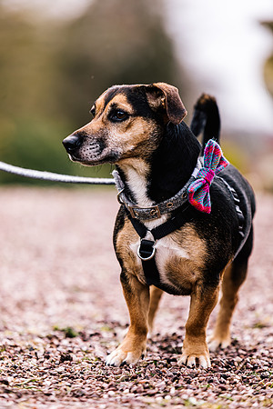 Precious Pets Weddings_Brand Shoot-81