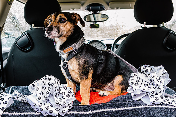 Precious Pets Weddings_Brand Shoot-162