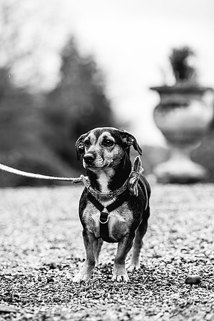 Precious Pets Weddings_Brand Shoot-78