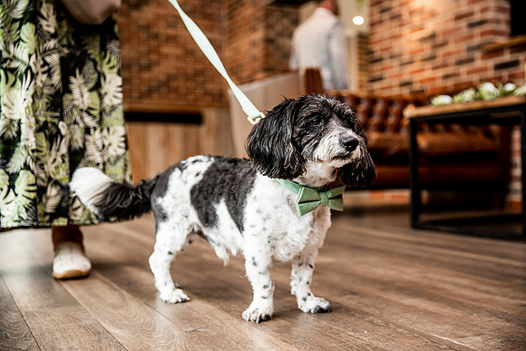 Foxtail Barns Wedding Photography - Zoe & Jack-224