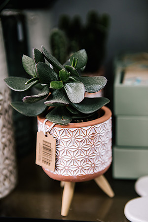 Staffordshire Brand Photographer - The Flower Room-12