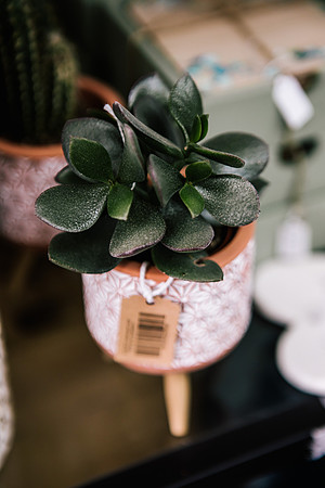 Staffordshire Brand Photographer - The Flower Room-11